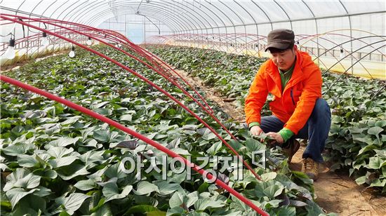 김장훈 농민이 해남군 산이면 비닐 하우스에서 고구마 순을 증식하고있다.