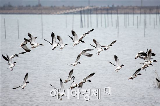 [포토]혹부리오리의 봄 나들이