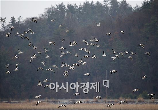 [포토]비상하는 혹부리오리 떼