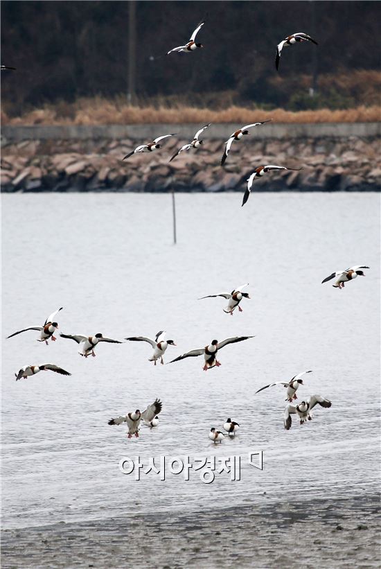 [포토]비상하는 혹부리오리 떼