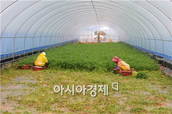 장성군 황룡강 일대에서 논밭절충형 방식으로 재배한 청정 미나리를 아낙들이 따고 있다.