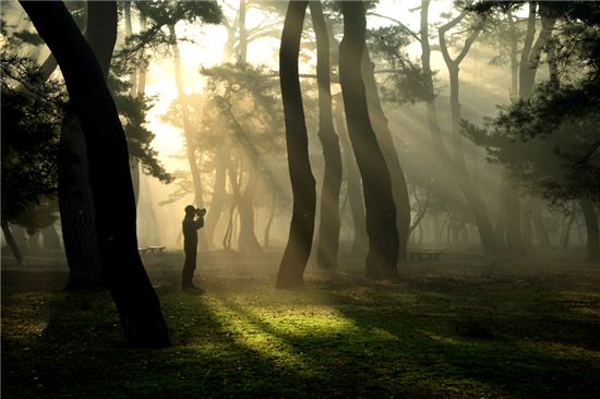[여행만리]섬진강변 솔숲의 봄…하동은 지금 바람이났다
