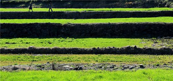 [여행만리]섬진강변 솔숲의 봄…하동은 지금 바람이났다