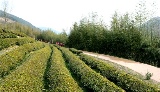 [여행만리]섬진강변 솔숲의 봄…하동은 지금 바람이났다