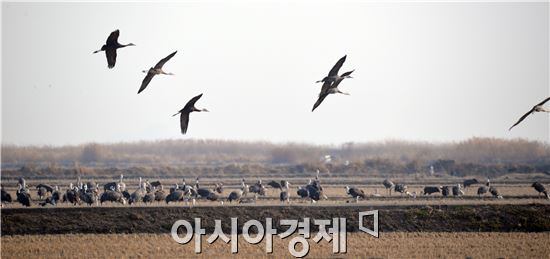 순천만에서 월동하고 있는 천연기념물 228호 흑두루미가 번식지를 향한 긴 여정 채비에 분주하다.
