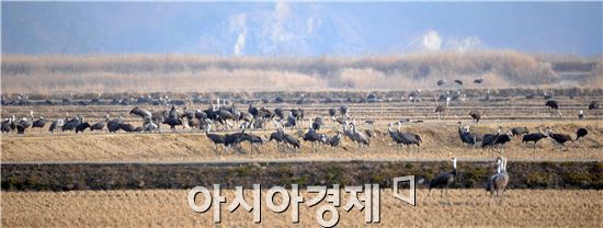 순천만 흑두루미