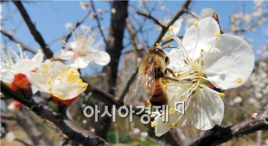 봄기운이 완연한 가운데 19일 함평군 대동면사무소 앞마당에 핀 매화꽃에 꿀벌이 매화꽃에서 꿀을 따기에 분주하게 움직이고 있다.