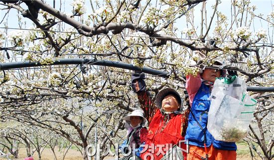 나주시, 고품질 배 생산·유통 계약출하 활성화 본격 추진