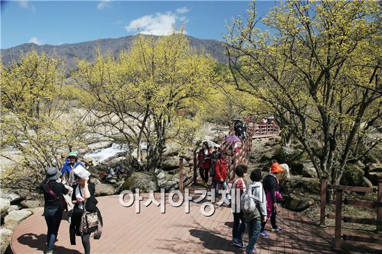 봄기운이 완연한 가운데 19일 구례군 산동면 반곡마을 산수유굴락지를 방문한 상춘객들이 산수유꽃길을 걸으며 봄을 만끽 하고 있다. 사진제공=구례군