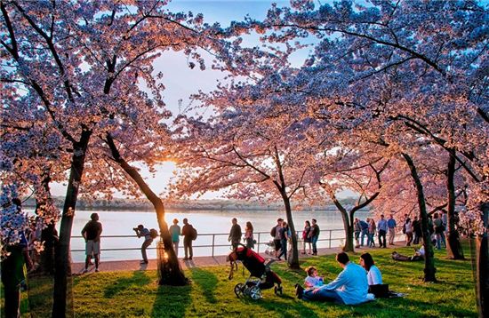 벚꽃이 만개한 워싱턴. 사진=워싱턴 벚꽃축제 사이트