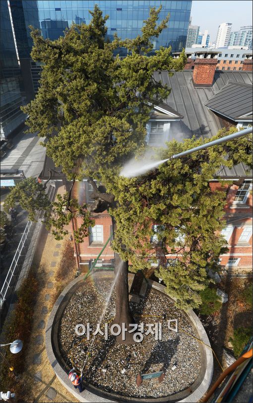 [포토]새 봄맞이 목욕하는 500년 향나무