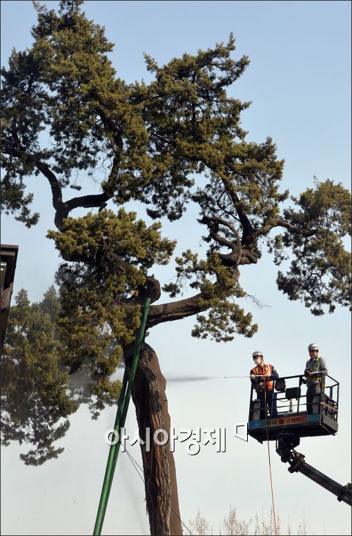 [포토]중구청, 500년 넘은 향나무 세척