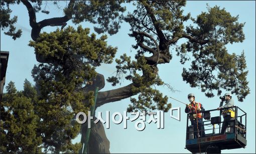 [포토]목욕하는 500년 향나무