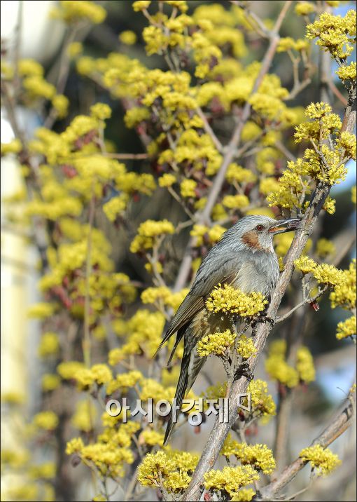 [포토]직박구리의 봄 나들이