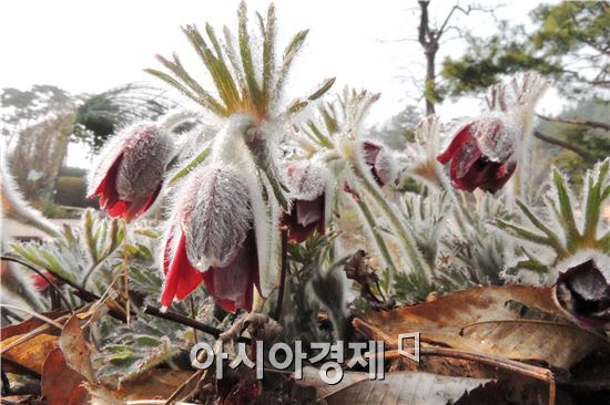 봄기운이 완연한 가운데 전남 함평 자연생태공원에서 할미꽃이  고개를 내밀었다.