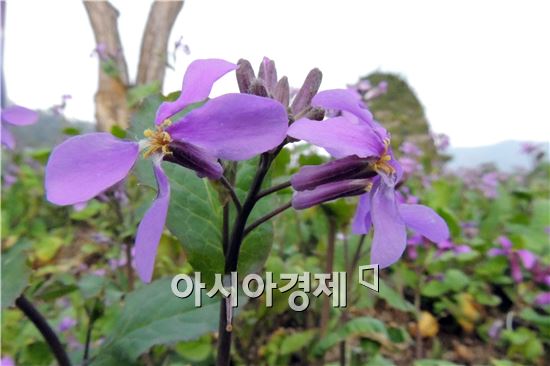 봄기운이 완연한 가운데 전남 함평 자연생태공원에 자색 유채꽃이 활짝피었다.