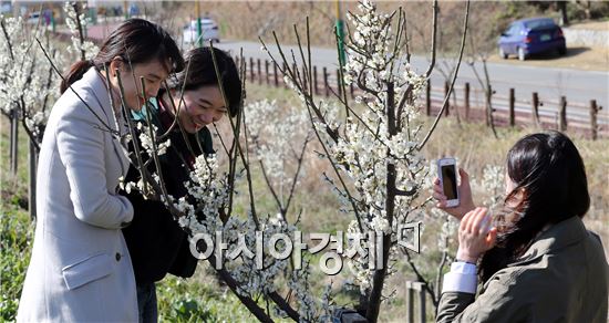 봄기운이 완연한 가운데 23일 전남 함평군 함평읍 함평천변에 매화꽃이 활짝 펴 여심(女心)을 유혹하고 있다. 사진제공=함평군
