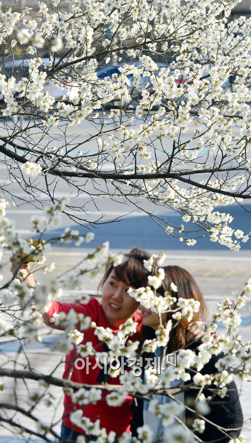 [포토]활짝 핀 매화, 봄 날씨 즐기는 시민들