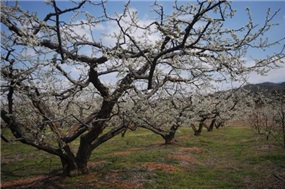 "봄꽃 구경 오세요" 10대 농촌체험 휴양마을 선정