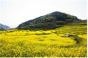 "봄꽃 구경 오세요" 10대 농촌체험 휴양마을 선정