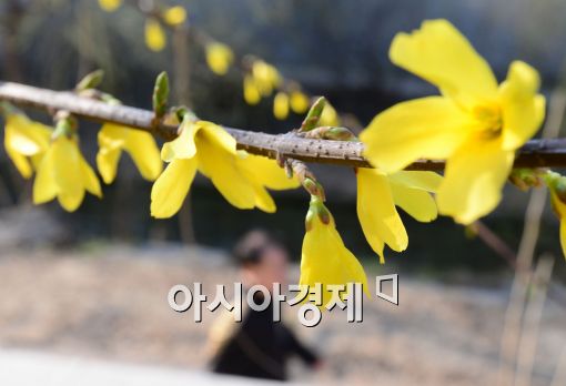 [포토]개나리꽃이 피었습니다 