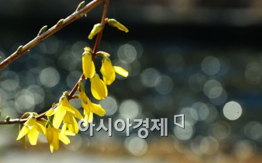 [포토]봄햇살 가득 머금은 개나리 