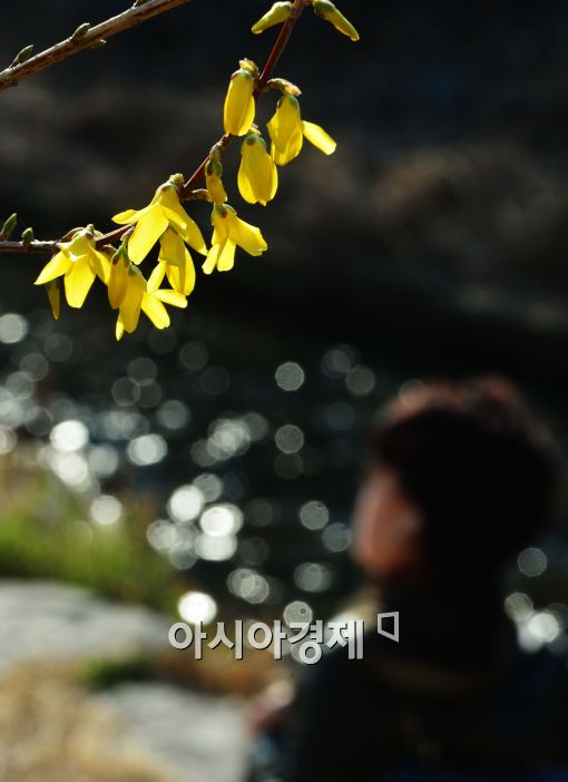 [포토]꽃샘추위 이겨낸 개나리 