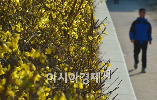 [포토]서울에도 개나리가 피었습니다 