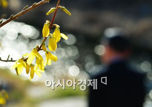 [포토]봄햇살에 노란 개나리