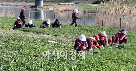 오는 5월1일 개막하는 제17회 함평나비대축제를 위해 25일 함평엑스포공원 수변공원 10만㎡ 면적에 유채 이식 작업이 한창이다. 축제가 시작할 즈음엔 샛노란 유채꽃 물결이 장관을 이룰 것으로 기대된다. 사진제공=함평군