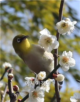 [포토]매화꽃에 취한 동박새
