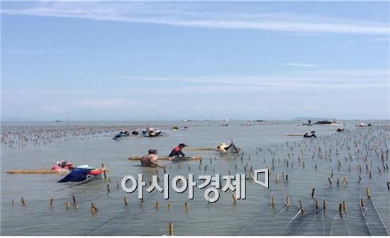 전남해양수산과학원, 수심 조절형 새꼬막 채묘틀 개발