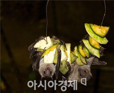 덕유산에 박쥐 3종 서식 확인…폐광서 한꺼번에 발견된 것은 처음
