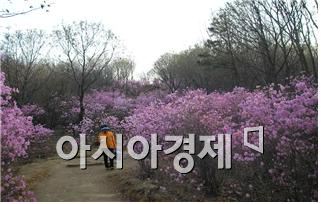 서울 시내 '봄꽃길' 150선 대공개