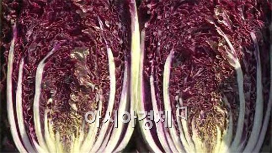 해남군, 안토시안 함유 빨간배추 재배