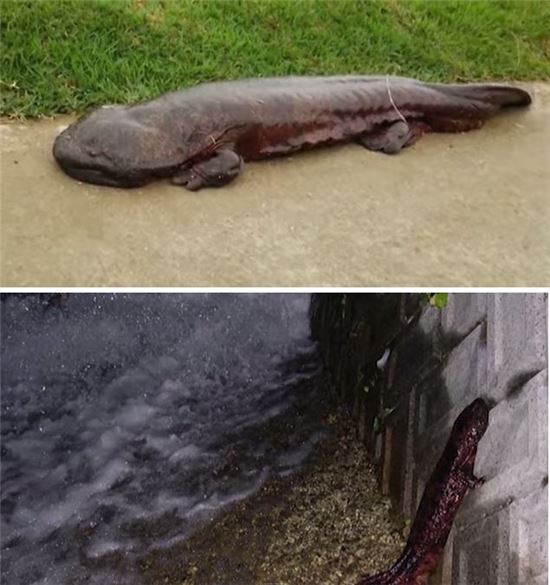 판게아 시대 서식한 '2m 고대 도롱뇽', 가장 강력한 포식자