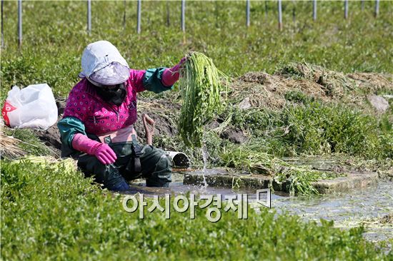 [포토]초록빛 봄 내음, 장흥미나리