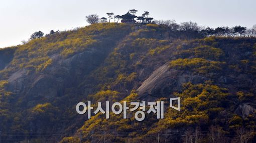 [포토]응봉산에 핀 개나리