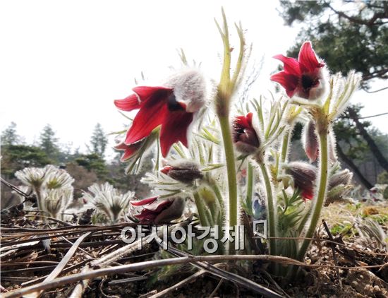 [포토]함평자연생태공원에 '할미꽃' 만개