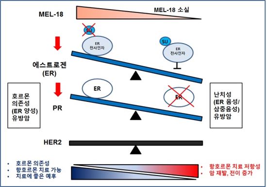 ▲MEL-18 유전자 소실에 따른 난치성 삼중음성유방암과 항호르몬 내성 유발 과정.[사진제공=미래부]
