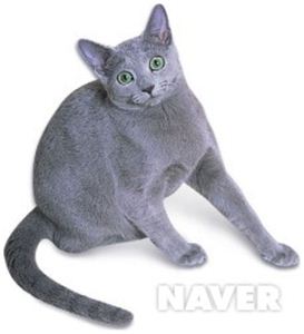 러시안 블루 고양이. 사진제공=네이버 백과사전