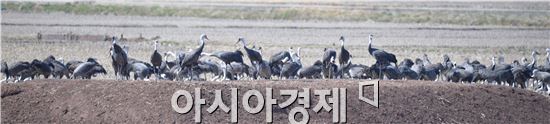 흑두루미
