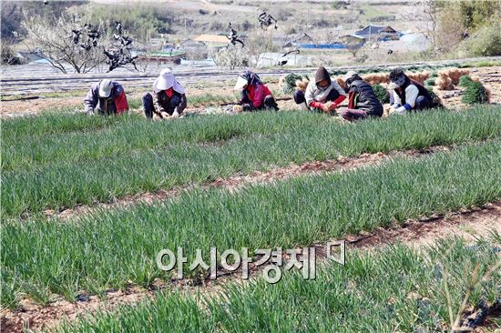 [포토]바닷빛 초록내음 봄 쪽파 수확 한창