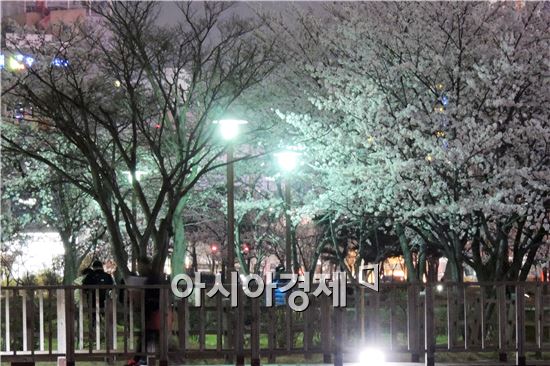 봄기운 완연한 가운데 1일 저녁 광주시 서구 치평동 운천저수지에 벚꽃이 만개해 장관을 이루고 있다. 많은 시민들이 밤 벚꽃을 보면서 봄을 만끽하고 있다.