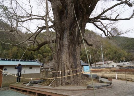 <화순군은 500년 된 천연기념물 은행나무의 유전자 보존 및 복제를 추진하고 있다. 사진은 노거수의 접목 증식을 위해 시료를 채취하는 모습.>