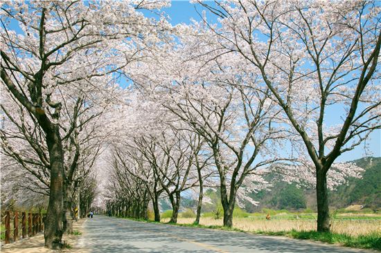 <'한국의 아름다운 길 100선'에 오를 만큼 환상적인 보성군 문덕면 대원사 가는 길이 벚꽃터널을 이루고 있다.>