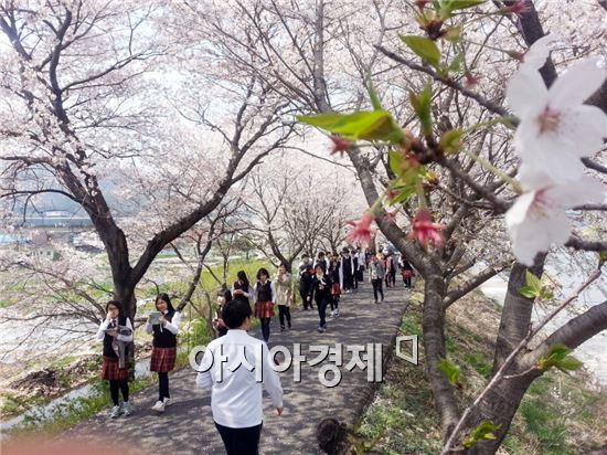 순천 서면서천변 벚꽃길 걷기대회 및 연혁비 제막