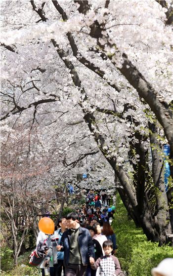 지난해 열린 경기도 벚꽃축제