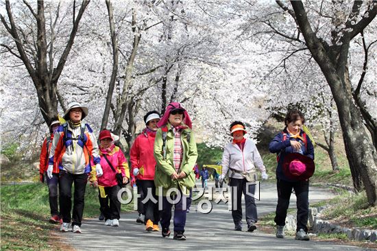 [포토]광주시 동구, 벚꽃 핀 너릿재 명품숲길 걸어요