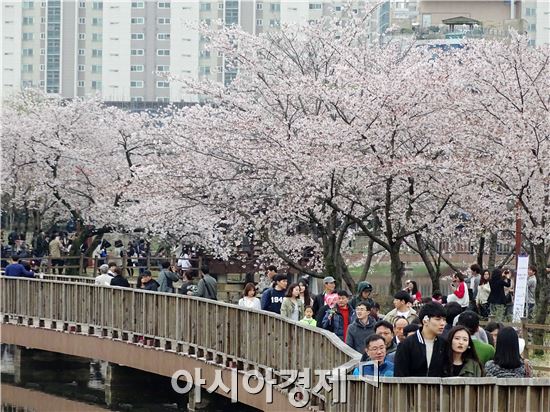 [포토]도심속에서 벚꽃축제즐기는 시민들